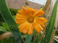 CIMG3636.webp