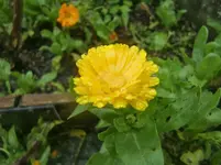 CIMG3640.webp