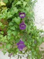 CIMG3677.webp