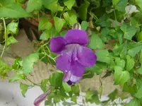 CIMG3678.webp