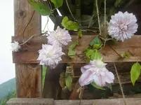 CIMG3661.webp