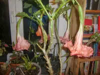 CIMG3708.webp