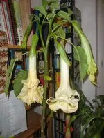 CIMG3709.webp