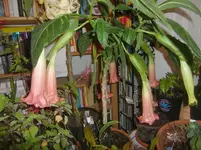 CIMG3710.webp