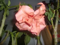 CIMG3713.webp