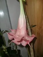 CIMG3715.webp