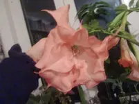 CIMG3719.webp