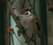 spatz 15.11.webp