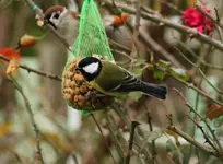 Spatz und Meise 15.11..webp