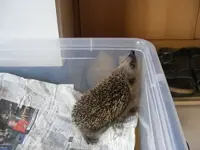 Igel He keiner da.webp