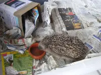 Igel Hab ich Durst.webp