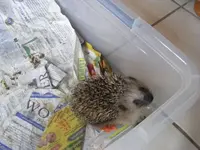 Igel Hallo.webp