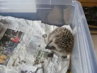 Igel keine Flöhe.webp