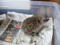 Igel Wo seid ihr denn alle.webp