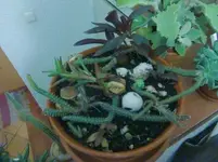 CIMG3740.webp