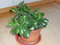 SAM_2473.webp