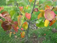 030.webp