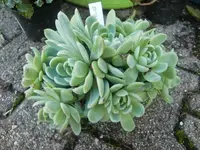 CIMG2978.webp