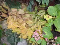 SAM_2477.webp