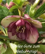 Helleborus Geburtstag.webp
