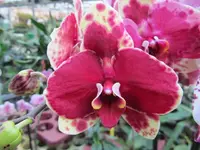 IMG_1297 - Kopie.webp