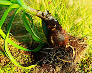 Garten-Amaryllis_640.webp