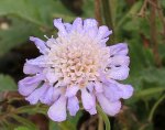 Scabiose 131116.jpg