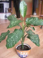 Diffenbachia.webp