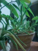CIMG3743.webp