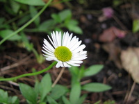 gänseblümchen.webp