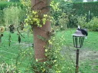 Jasmin.webp