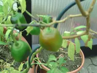 Chili.webp