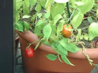 Chili (2).webp
