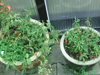 Chili (3).webp