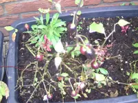 Chili (4).webp