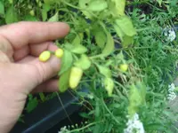 Chili (5).webp