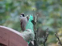 Vogel8.webp