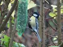 Vogel9.webp