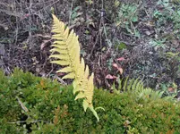Bild 2450.webp