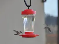 Kolibris.webp