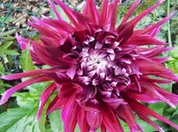 CIMG0636.webp