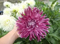 CIMG6350.webp