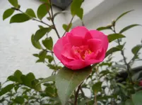 Camellia Sasanqua Kanjiro.webp