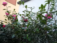 Kanjiro (2).webp