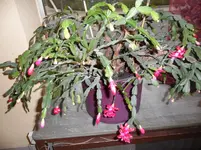 SAM_1834.webp
