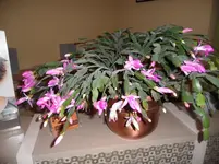 SAM_1835.webp