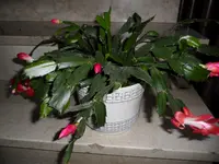 SAM_1833.webp