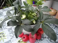 Lenzrose Ice Breaker.webp