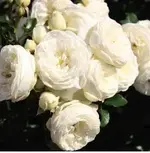artemis.webp