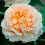 danyhahn.webp